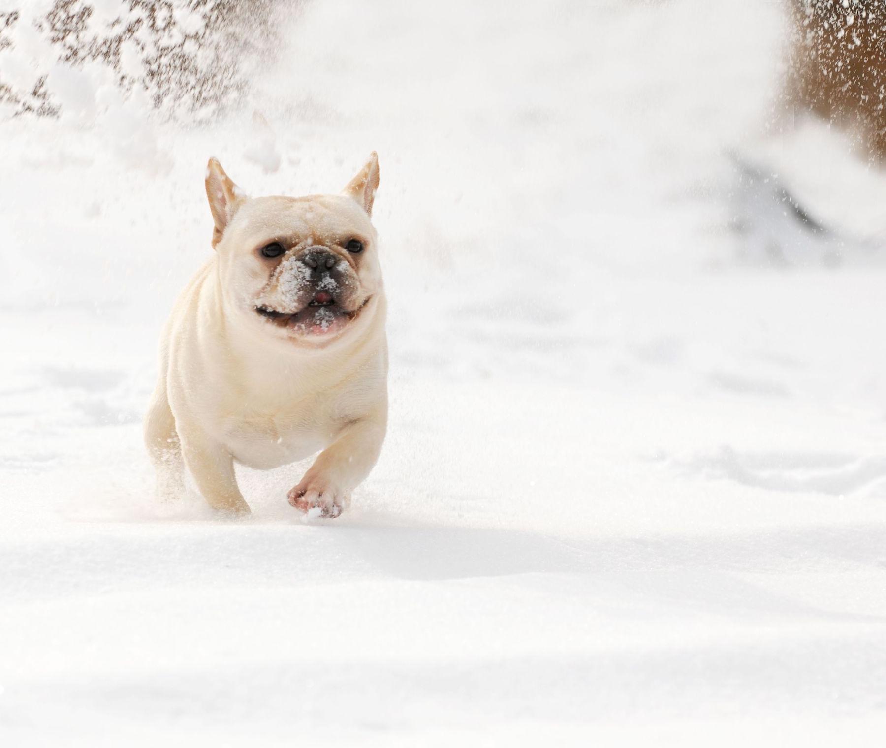 雪中奔跑的狗