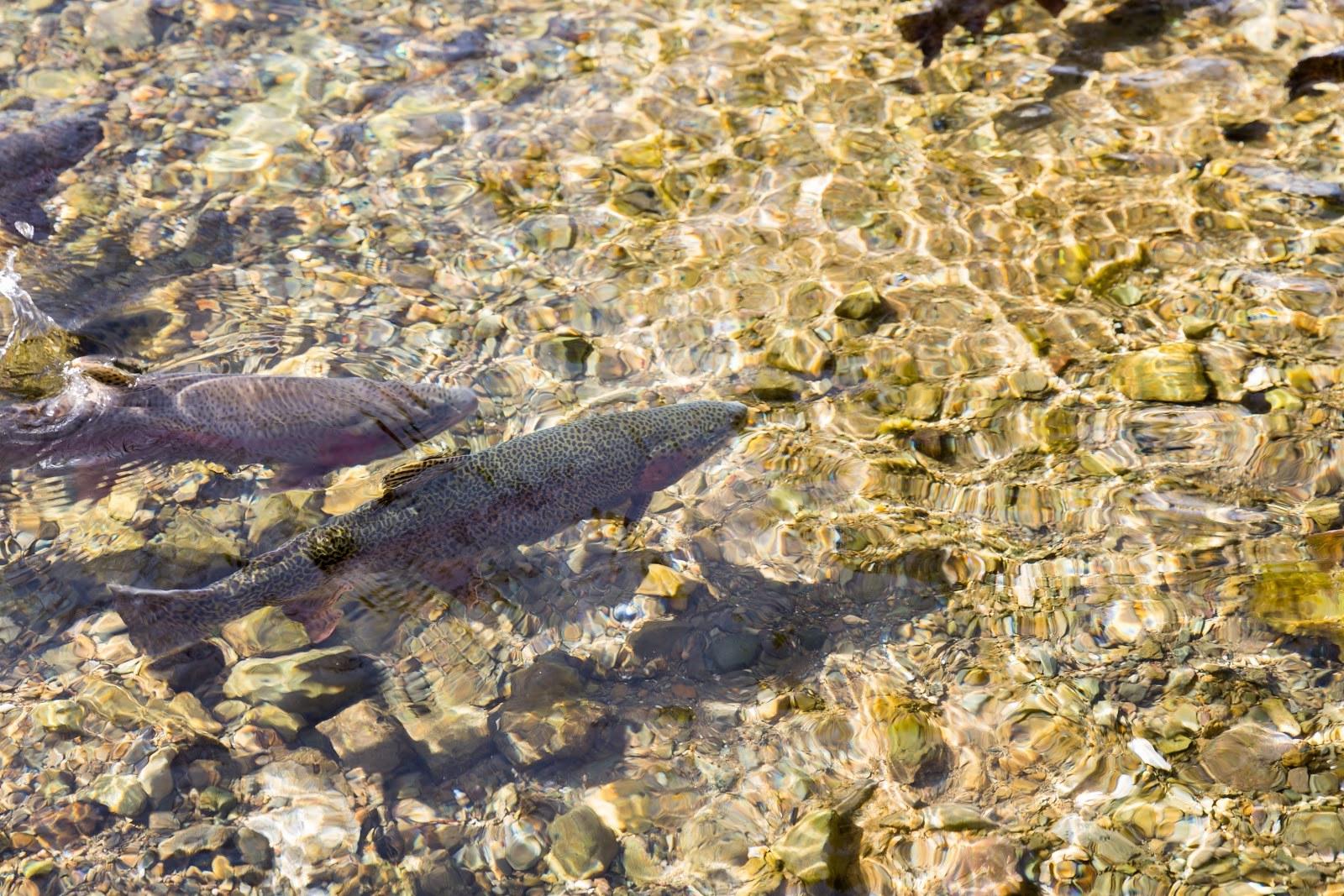 Salmon Swimming In A River