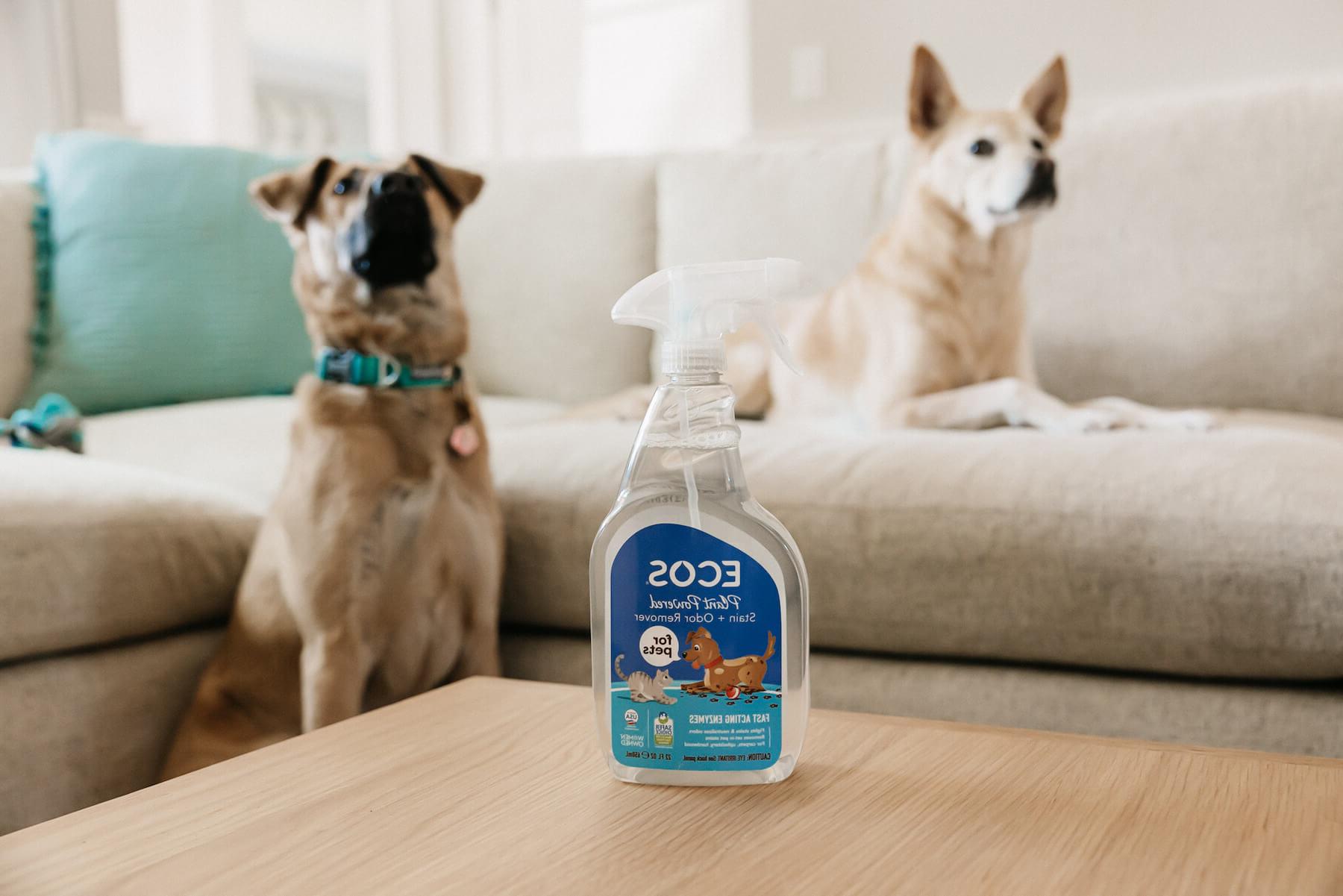Curios Dogs With ECOS Stain Remover Spray