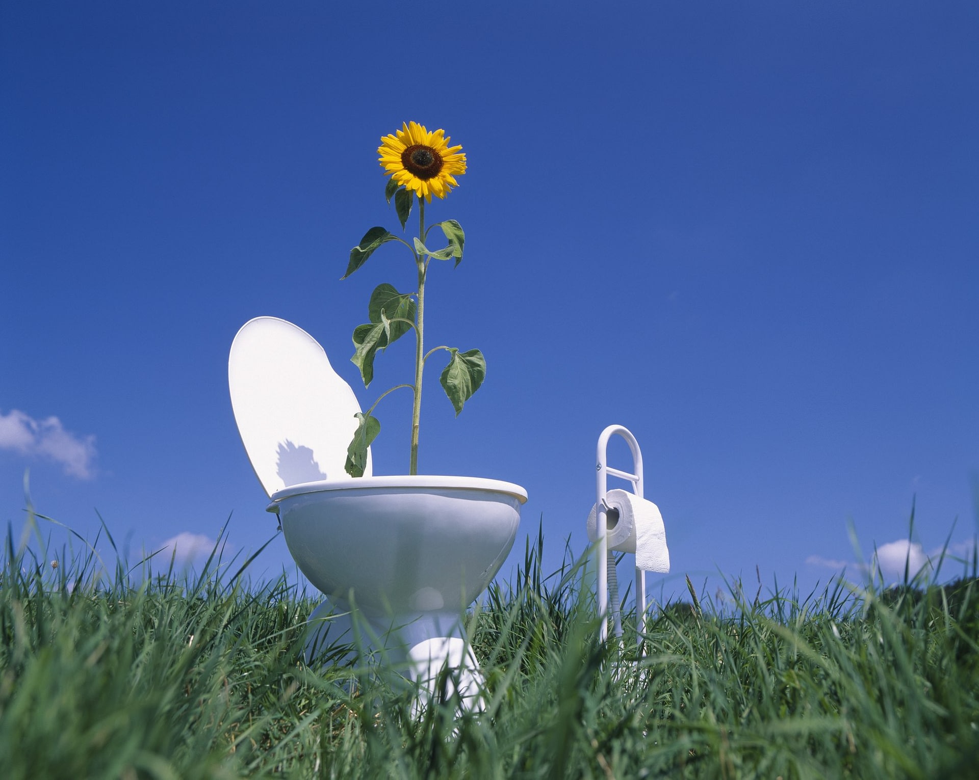 How to Clean a Toilet An EcoConscious Guide ECOS®