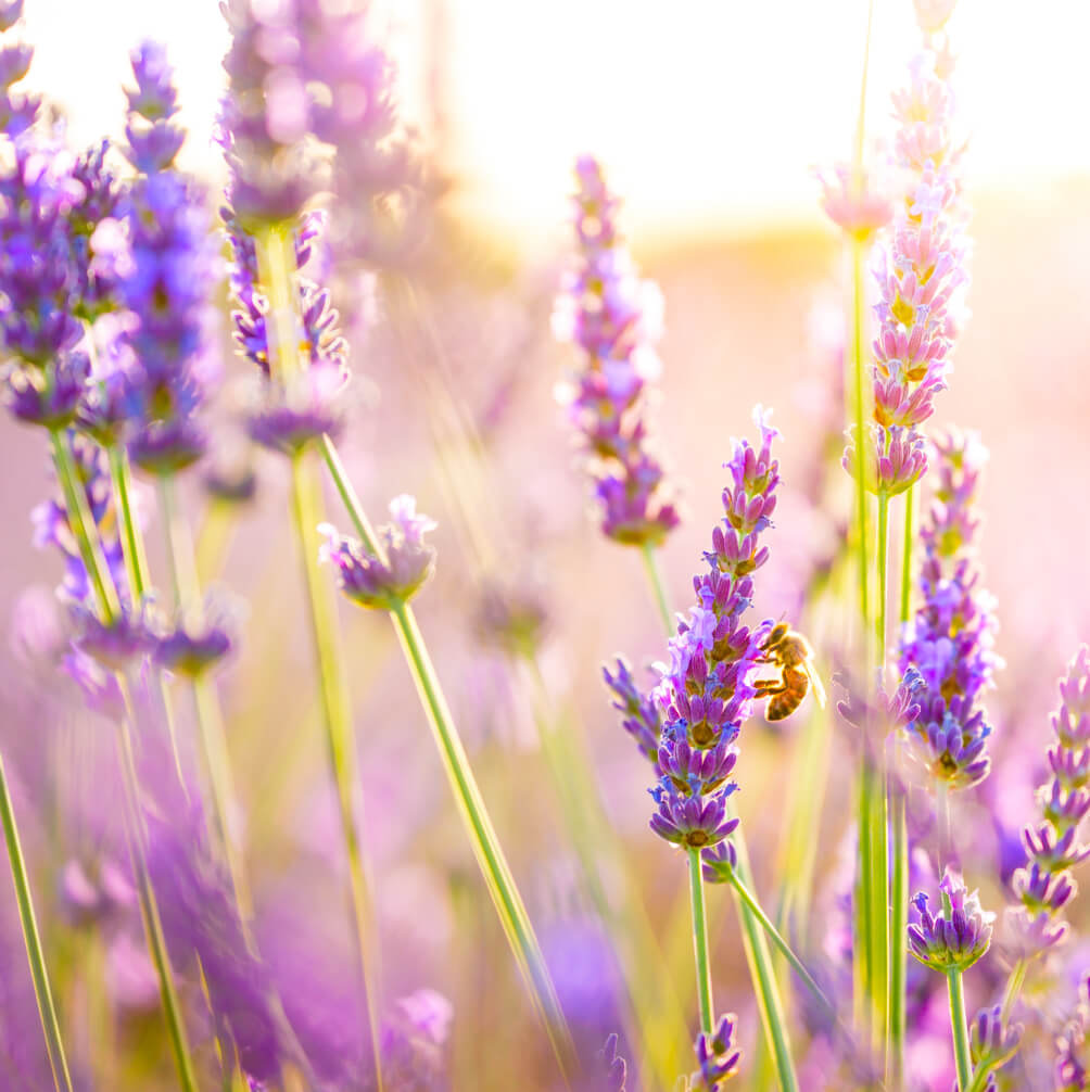Lavender Flowers