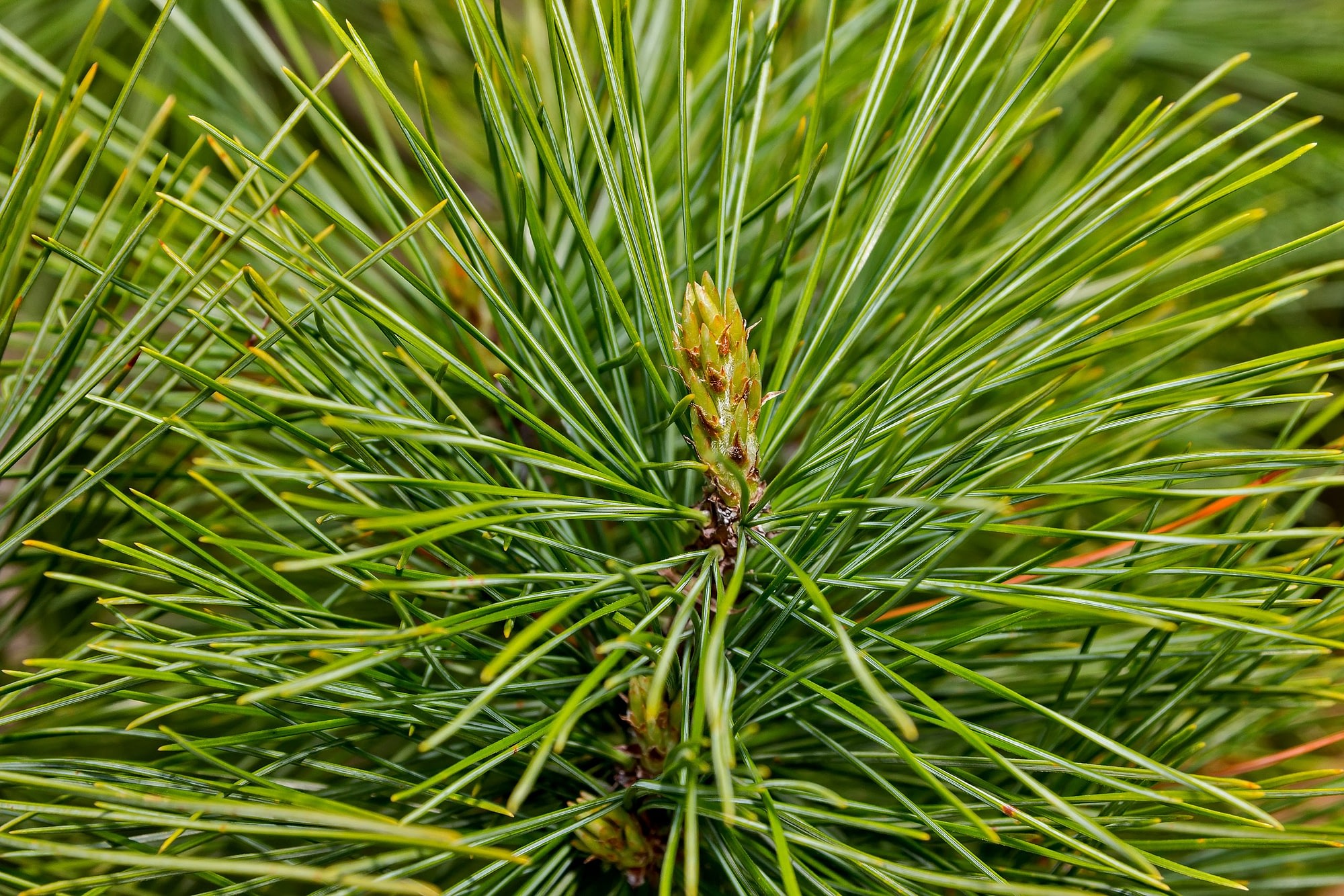 Green Pine Needles On A Branch